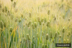 ai barley