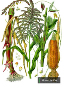 ai maize