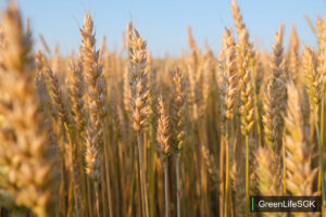 ai wheat